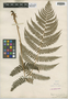 Dryopteris marginalis (L.) A. Gray, U.S.A., J. M. Coulter s.n., F