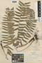 Polystichum acrostichoides (Michx.) Schott, U.S.A., G. S. Winterringer 2118, F