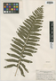 Polystichum acrostichoides (Michx.) Schott, U.S.A., B. Bauer 2720, F