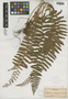 Polystichum acrostichoides (Michx.) Schott, U.S.A., H. N. Patterson s.n., F
