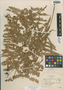 Deparia acrostichoides (Sw.) M. Kato, U.S.A., G. S. Winterringer 5501, F