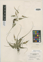 Asplenium rhizophyllum L., U.S.A., F. J. Hermann 8835, F