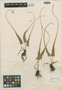 Asplenium rhizophyllum L., U.S.A., M. S. Bebb s.n., F