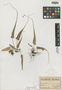 Asplenium rhizophyllum L., U.S.A., G. H. French s.n., F