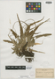 Asplenium rhizophyllum L., U.S.A., H. N. Patterson s.n., F