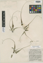 Asplenium rhizophyllum L., U.S.A., R. M. Kriebel 607, F