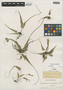 Asplenium rhizophyllum L., U.S.A., H. E. Seaton s.n., F
