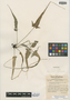 Asplenium rhizophyllum L., U.S.A., R. M. Tryon 4436, F