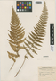 Dennstaedtia punctilobula (Michx.) T. Moore, U.S.A., R. M. Tryon 4178, F