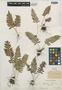Polypodium virginianum L., U.S.A., H. E. Seaton s.n., F