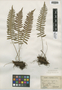 Polypodium virginianum L., U.S.A., F. E. McDonald s.n., F