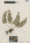 Polypodium virginianum L., U.S.A., A. W. De Selm 787, F