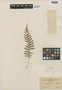 Polypodium virginianum L., U.S.A., F. E. A. Thone 58, F