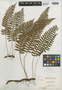 Polypodium virginianum L., U.S.A., J. M. Greenman 22, F