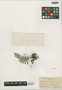 Polypodium virginianum L., U.S.A., B. Bauer 2744, F