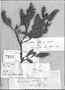 Field Museum photo negatives collection; Genève specimen of Ruellia alba Nees, BRAZIL, Bejar 1586, Type [status unknown], G