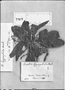 Field Museum photo negatives collection; Genève specimen of Ruellia hygrophila Mart., BRAZIL, 580, Type [status unknown], G