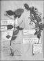 Field Museum photo negatives collection; Genève specimen of Dipteracanthus viscidus Nees, ECUADOR, C. Gaudichaud-Beaupr? 672, Type [status unknown], G