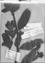Field Museum photo negatives collection; Genève specimen of Dipteracanthus macrantha var. magnificus Nees, BRAZIL, 1043, Type [status unknown], G