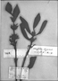 Field Museum photo negatives collection; Genève specimen of Hygrophila oblongifolia Nees, BRAZIL, 459, Type [status unknown], G