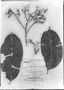 Field Museum photo negatives collection; Genève specimen of Laurus purpurea Ru?z & Pav., PERU, H. Ru?z L., Type [status unknown], G