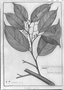 Field Museum photo negatives collection; Genève specimen of Laurus leptobotra Ru?z & Pav., PERU, H. Ru?z L., Type [status unknown], G-DC