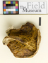 Pulveroboletus mazatecorum Singer, Mexico, R. Singer M-8361, Holotype, F