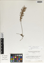 Grammitis youngii Stolze, Peru, K. R. Young 1684, Isotype, F