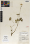 Geranium temascaltepecense R. Knuth, Mexico, G. B. Hinton 1327, Isotype, F
