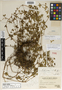 Geranium choimacotense R. Knuth, Peru, A. Weberbauer 7579, Holotype, F