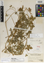 Geranium huantense R. Knuth, Peru, A. Weberbauer 7619, Holotype, F