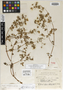 Geranium sublaevispermum H. E. Moore, Mexico, H. S. Gentry 2740, Isotype, F