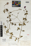 Geranium palmeri Rose ex Hanks & Small, Mexico, E. Palmer 146, Isotype, F