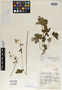 Geranium pinetorum R. Knuth, Mexico, G. B. Hinton 1887, Isotype, F