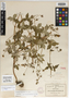 Geranium oaxacanum H. E. Moore, Mexico, C. G. Pringle 4866, Isotype, F