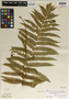 Osmunda cinnamomea var. glandulosa Waters, U.S.A., C. E. Waters s.n., Isotype, F