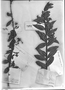 Field Museum photo negatives collection; Genève specimen of Jussiaea affinis DC., FRENCH GUIANA, C. F. Parker, Type [status unknown], G