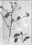 Field Museum photo negatives collection; Genève specimen of Jussiaea dodecandra DC., FRENCH GUIANA, C. F. Parker, Type [status unknown], G
