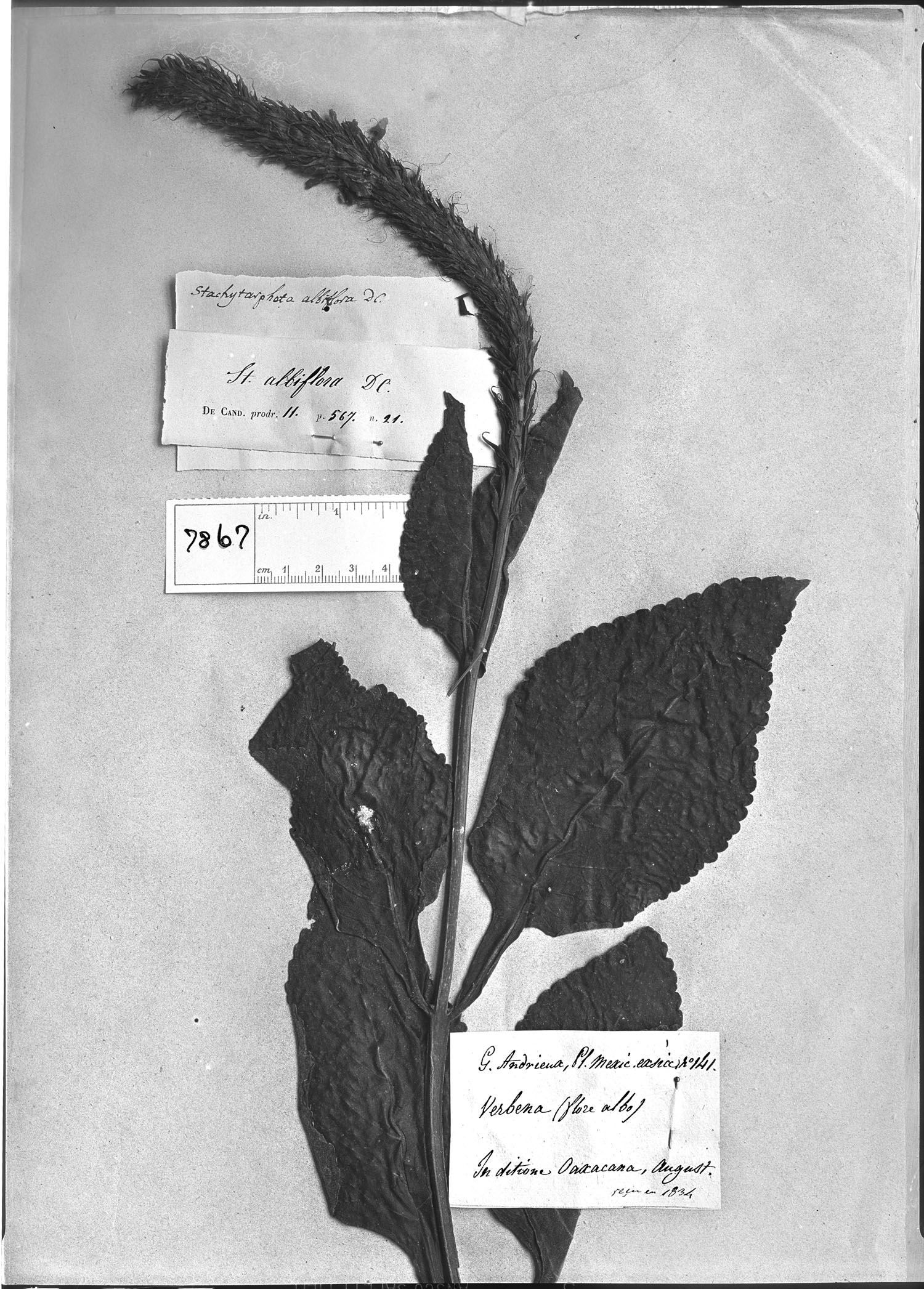 Stachytarpheta albiflora image