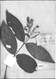 Field Museum photo negatives collection; Genève specimen of Combretum glabrum DC., FRENCH GUIANA, Holotype, G