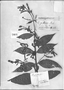 Field Museum photo negatives collection; Genève specimen of Combretum puberum Rich., FRENCH GUIANA, Type [status unknown], G