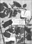 Field Museum photo negatives collection; Genève specimen of Combretum rotundifolium Rich., FRENCH GUIANA, Type [status unknown], G