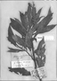 Field Museum photo negatives collection; Genève specimen of Geissomeria bracteosa Nees, BRAZIL, J. Lhotsky 154, Type [status unknown], G