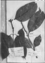 Field Museum photo negatives collection; Genève specimen of Geissomeria nitida Nees, BRAZIL, J. S. Blanchet, Type [status unknown], G