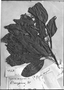 Field Museum photo negatives collection; Genève specimen of Eugenia aeruginea DC., A. Forsyth, G