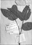 Field Museum photo negatives collection; Genève specimen of Myrcia melastomoides DC., Type [status unknown], G