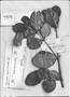 Field Museum photo negatives collection; Genève specimen of Myrcia vernicosa DC., Type [status unknown], G