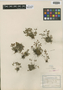Asplenium ruta-muraria L., U.S.A., B. F. Bush 436, F