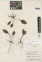 Ophioglossum engelmannii Prantl, U.S.A., J. A. Steyermark 28286, F