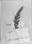 Field Museum photo negatives collection; Genève specimen of Polygala cuspidata DC., BRAZIL, Stevens, Type [status unknown], G-DC
